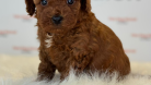 Muhteşem Toy Poodle ve Minyatüre  Yavrular